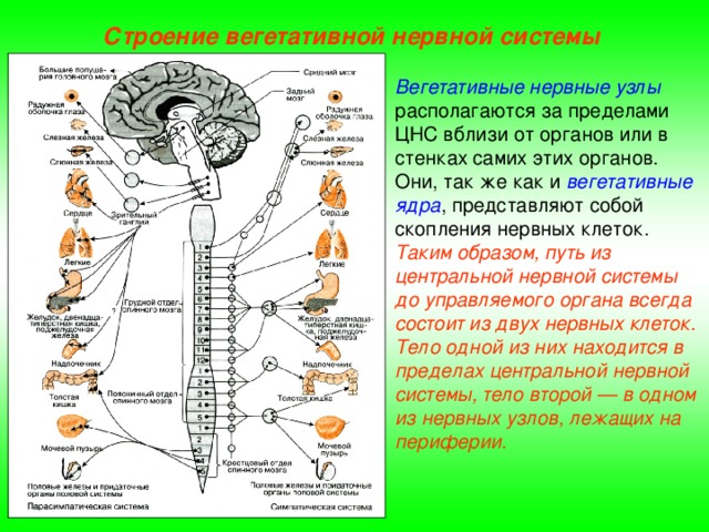 Схема строения вегетативной нервной системы