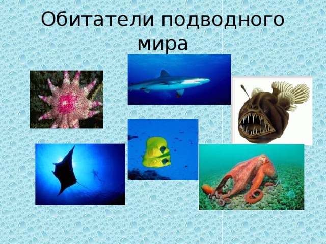 Обитатели подводного мира 