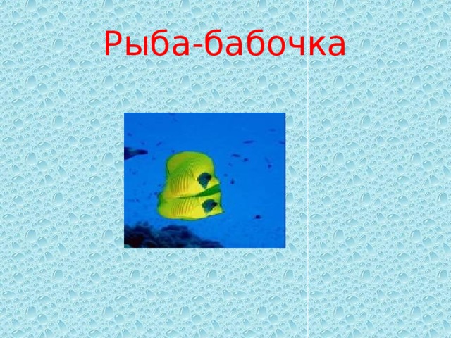 Рыба-бабочка 