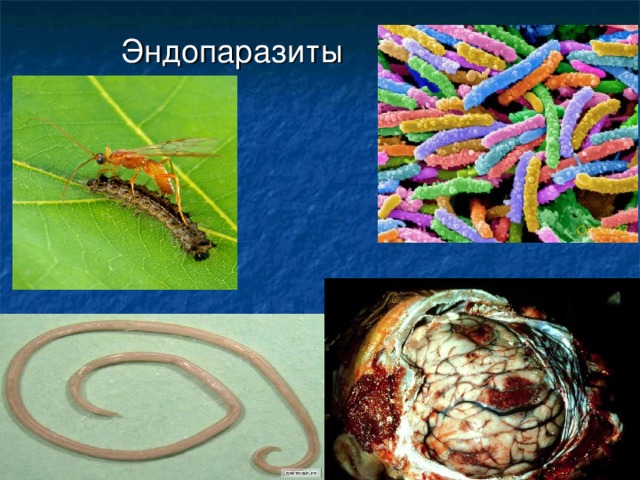 Паразиты Животных Фото
