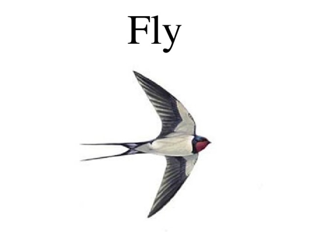 Fly 