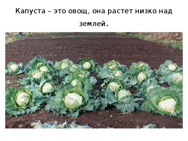 Капуста – это овощ, она растет низко над землей . 