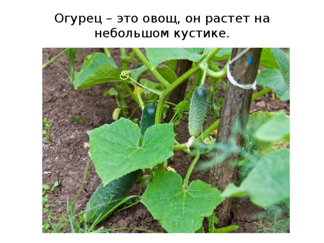 Огурец – это овощ, он растет на небольшом кустике. 