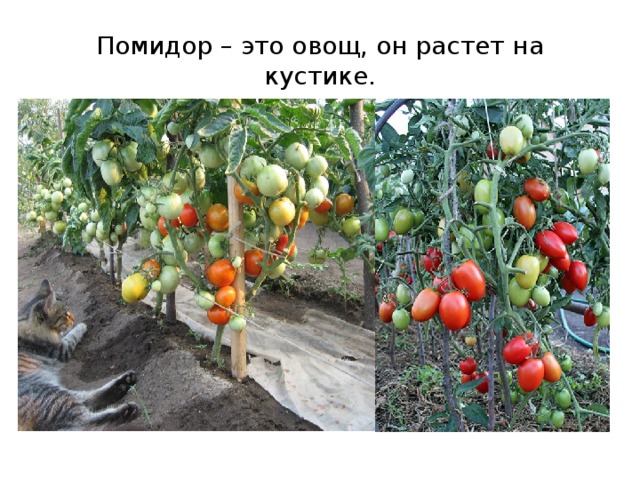 Помидор – это овощ, он растет на кустике. 
