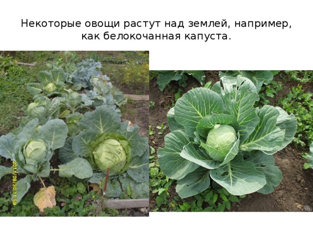 Некоторые овощи растут над землей, например, как белокочанная капуста. 