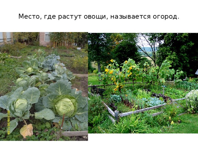 Место, где растут овощи, называется огород. 