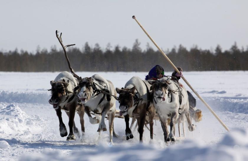 Шест каюра, 5 букв - сканворды и кроссворды