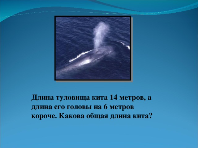 Кит длина тела. Взрослый кит. Кит длина тела. Кит длина тела. Финвал кит.