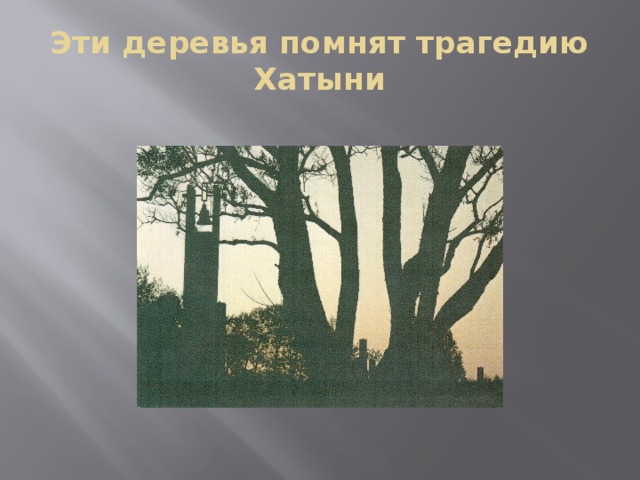 Эти деревья помнят трагедию Хатыни 