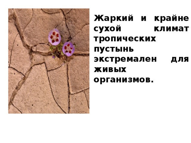 Жаркий и крайне сухой климат тропических пустынь экстремален для живых организмов. 