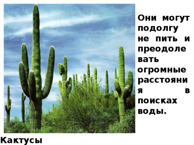 Они могут подолгу не пить и преодолевать огромные расстояния в поисках воды. Кактусы 