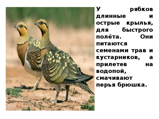 У рябков длинные и острые крылья, для быстрого полёта. Они питаются семенами трав и кустарников, а прилетев на водопой, смачивают перья брюшка. 