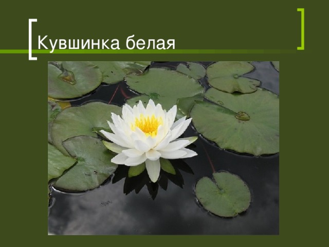 Кувшинка белая 