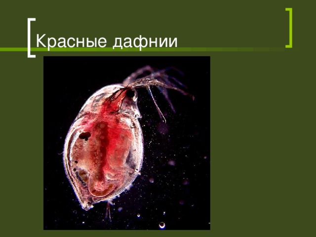 Красные дафнии 