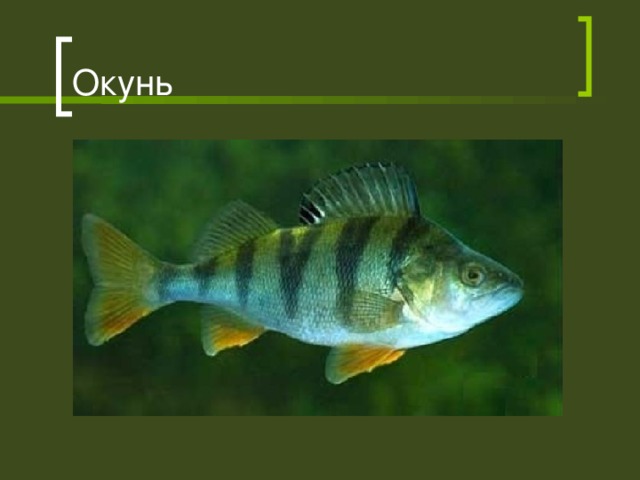 Окунь 