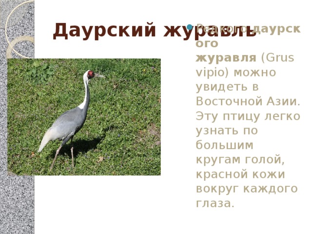 Даурский журавль Редкого  даурского журавля  (Grus vipio) можно увидеть в Восточной Азии. Эту птицу легко узнать по большим кругам голой, красной кожи вокруг каждого глаза. 