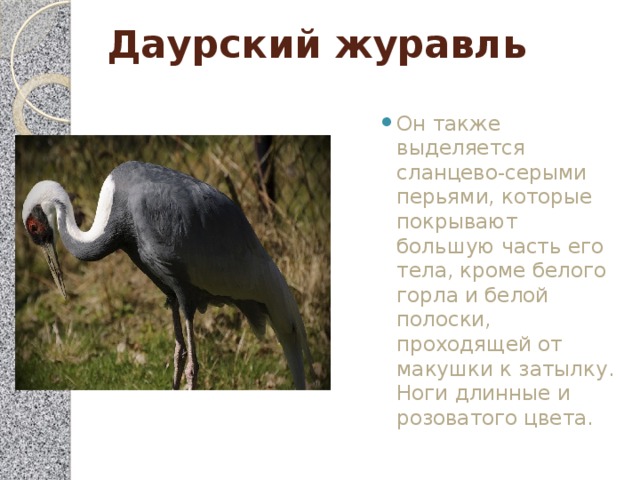 Даурский журавль   Он также выделяется сланцево-серыми перьями, которые покрывают большую часть его тела, кроме белого горла и белой полоски, проходящей от макушки к затылку. Ноги длинные и розоватого цвета. 
