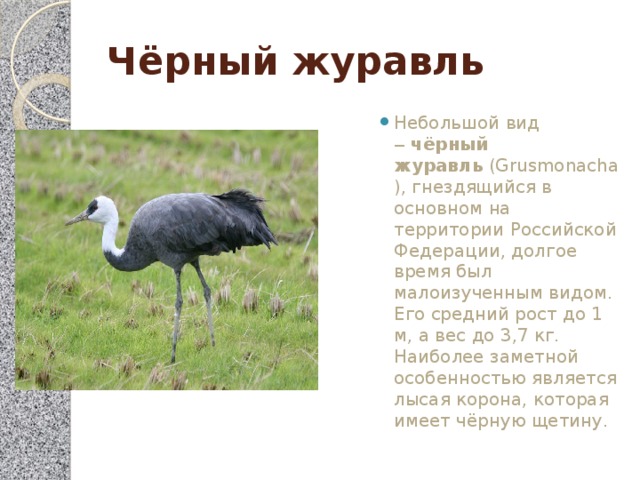 Презентация черный журавль