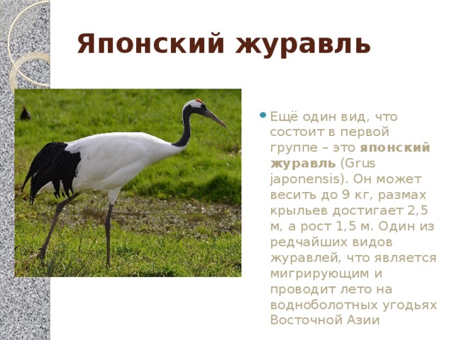 Японский журавль Ещё один вид, что состоит в первой группе – это  японский журавль  (Grus japonensis). Он может весить до 9 кг, размах крыльев достигает 2,5 м, а рост 1,5 м. Один из редчайших видов журавлей, что является мигрирующим и проводит лето на водноболотных угодьях Восточной Азии 