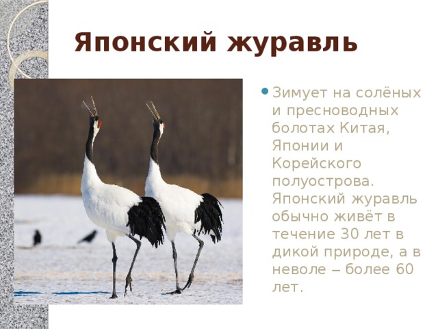 Японский журавль Зимует на солёных и пресноводных болотах Китая, Японии и Корейского полуострова. Японский журавль обычно живёт в течение 30 лет в дикой природе, а в неволе ‒ более 60 лет. 