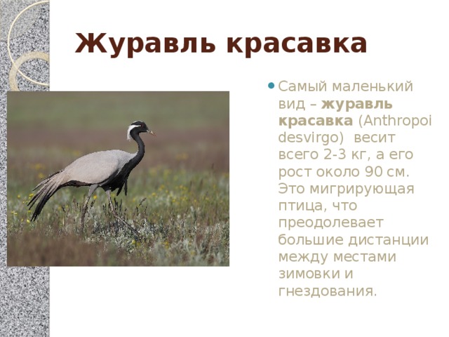 Журавль красавка Самый маленький вид – журавль красавка  (Anthropoidesvirgo) весит всего 2-3 кг, а его рост около 90 см. Это мигрирующая птица, что преодолевает большие дистанции между местами зимовки и гнездования. 