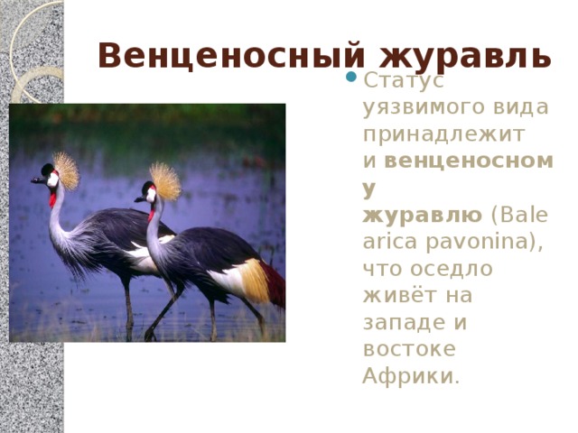 Венценосный журавль Статус уязвимого вида принадлежит и  венценосному журавлю  (Balearica pavonina), что оседло живёт на западе и востоке Африки. 