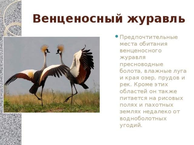 Венценосный журавль Предпочтительные места обитания венценосного журавля пресноводные болота, влажные луга и края озер, прудов и рек. Кроме этих областей он также питается на рисовых полях и пахотных землях недалеко от водноболотных угодий. 