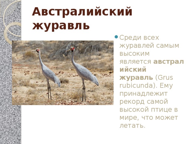 Австралийский журавль Среди всех журавлей самым высоким является  австралийский журавль  (Grus rubicunda). Ему принадлежит рекорд самой высокой птице в мире, что может летать. 