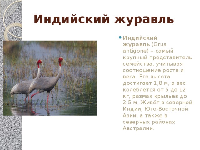 Индийский журавль Индийский журавль  (Grus antigone) ‒ самый крупный представитель семейства, учитывая соотношение роста и веса. Его высота достигает 1,8 м, а вес колеблется от 5 до 12 кг, размах крыльев до 2,5 м. Живёт в северной Индии, Юго-Восточной Азии, а также в северных районах Австралии. 
