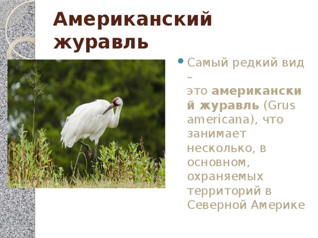 Американский журавль Самый редкий вид – это  американский журавль  (Grus americana), что занимает несколько, в основном, охраняемых территорий в Северной Америке 