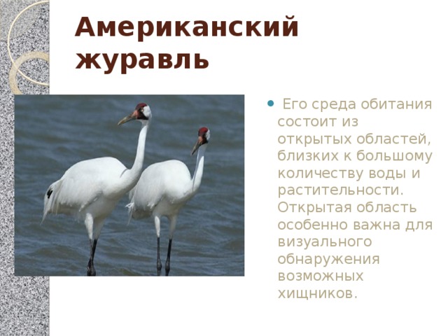 Американский журавль  Его среда обитания состоит из открытых областей, близких к большому количеству воды и растительности. Открытая область особенно важна для визуального обнаружения возможных хищников. 