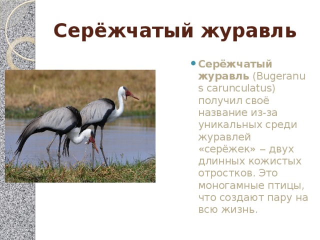 Серёжчатый журавль Серёжчатый журавль  (Bugeranus carunculatus) получил своё название из-за уникальных среди журавлей «серёжек» ‒ двух длинных кожистых отростков. Это моногамные птицы, что создают пару на всю жизнь. 