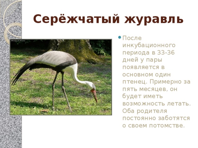 Серёжчатый журавль После инкубационного периода в 33-36 дней у пары появляется в основном один птенец. Примерно за пять месяцев, он будет иметь возможность летать. Оба родителя постоянно заботятся о своем потомстве. 