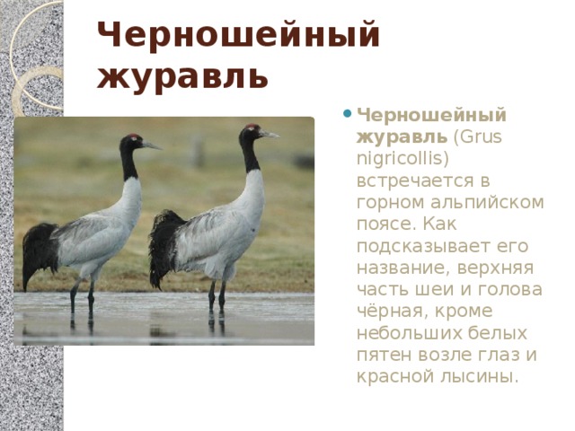 Черношейный журавль Черношейный журавль  (Grus nigricollis) встречается в горном альпийском поясе. Как подсказывает его название, верхняя часть шеи и голова чёрная, кроме небольших белых пятен возле глаз и красной лысины. 