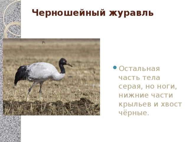 Черношейный журавль   Остальная часть тела серая, но ноги, нижние части крыльев и хвост чёрные. 