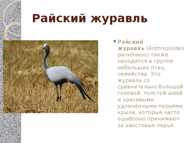 Райский журавль Райский журавль  (Anthropoides paradiseus) также находится в группе небольших птиц семейства. Это журавль со сравнительно большой головой, толстой шеей и красивыми удлинёнными перьями крыла, которые часто ошибочно принимают за хвостовые перья. 