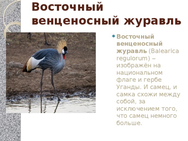 Восточный венценосный журавль   Восточный венценосный журавль  (Balearica regulorum) ‒ изображён на национальном флаге и гербе Уганды. И самец, и самка схожи между собой, за исключением того, что самец немного больше. 