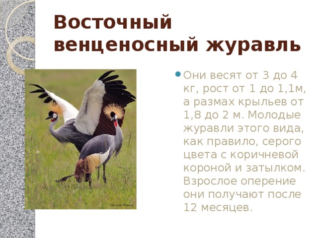 Восточный венценосный журавль Они весят от 3 до 4 кг, рост от 1 до 1,1м, а размах крыльев от 1,8 до 2 м. Молодые журавли этого вида, как правило, серого цвета с коричневой короной и затылком. Взрослое оперение они получают после 12 месяцев. 