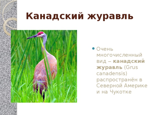 Канадский журавль Очень многочисленный вид ‒  канадский журавль  (Grus canadensis) распространён в Северной Америке и на Чукотке 