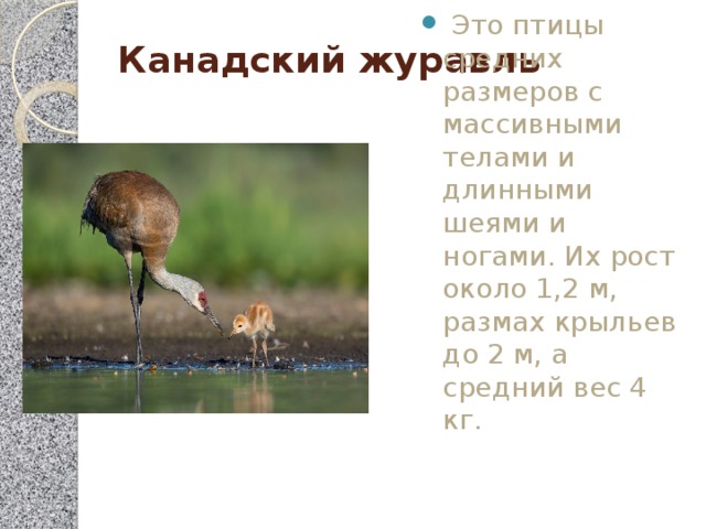 Канадский журавль    Это птицы средних размеров с массивными телами и длинными шеями и ногами. Их рост около 1,2 м, размах крыльев до 2 м, а средний вес 4 кг. 