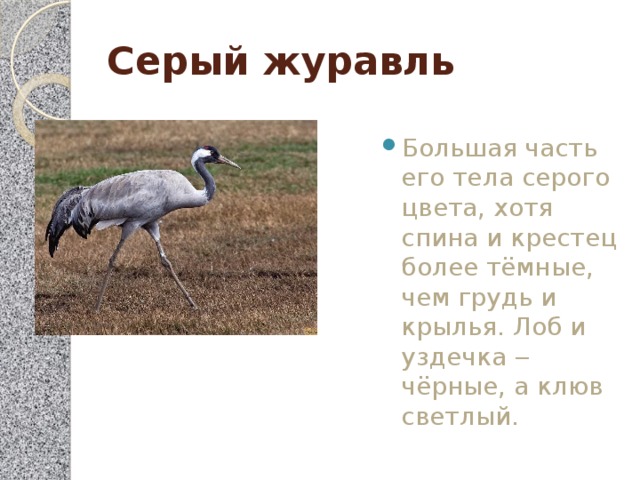 Серый журавль Большая часть его тела серого цвета, хотя спина и крестец более тёмные, чем грудь и крылья. Лоб и уздечка ‒ чёрные, а клюв светлый. 