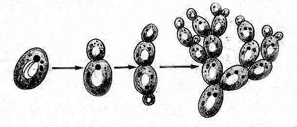 Дрожжи образование спор. Почкование дрожжевых грибов. Дрожжи размножаются почкованием. Почкующиеся клетки дрожжей. Строение почкования дрожжей.