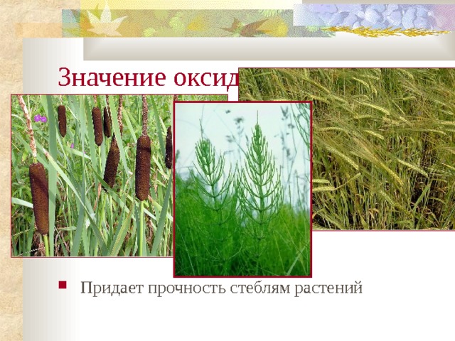 В каких продуктах больше всего кремния таблица "Кремний и его соединения"