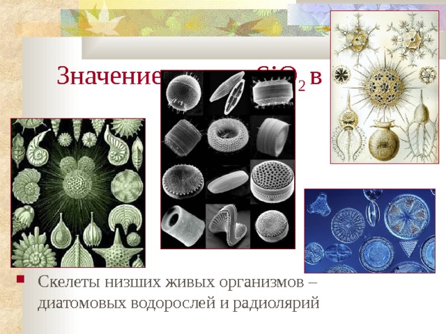 Значение оксида  SiO 2 в природе Скелеты низших живых организмов – диатомовых водорослей и радиолярий 