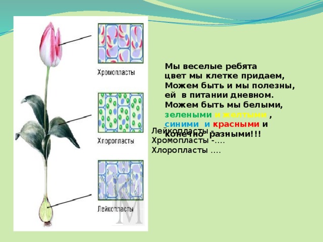 Мы веселые ребята  цвет мы клетке придаем, Можем быть и мы полезны, ей в питании дневном.  Можем быть мы белыми, зелеными  и желтыми , синими и красными и конечно разными!!! Лейкопласты -…... Хромопласты -…. Хлоропласты …. 