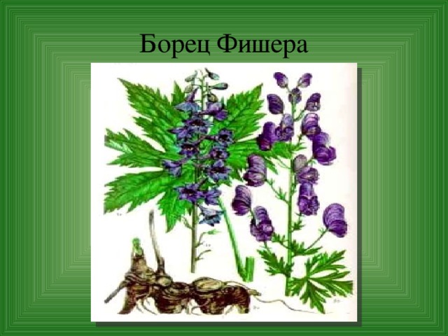 Борец Фишера 