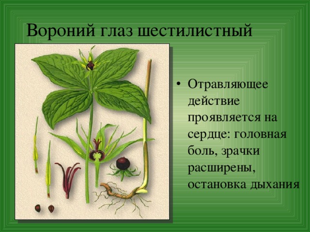 Вороний глаз шестилистный Отравляющее действие проявляется на сердце: головная боль, зрачки расширены, остановка дыхания 