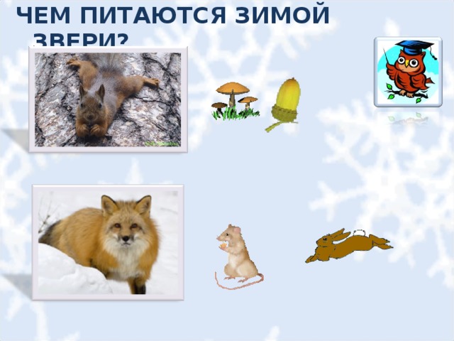 ЧЕМ ПИТАЮТСЯ ЗИМОЙ ЗВЕРИ? 