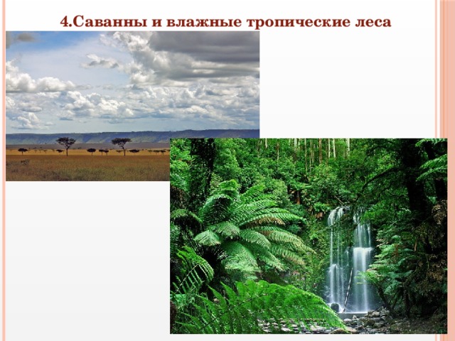4.Саванны и влажные тропические леса  