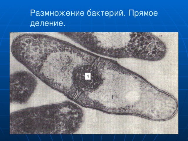 Размножение бактерий. Прямое деление. 